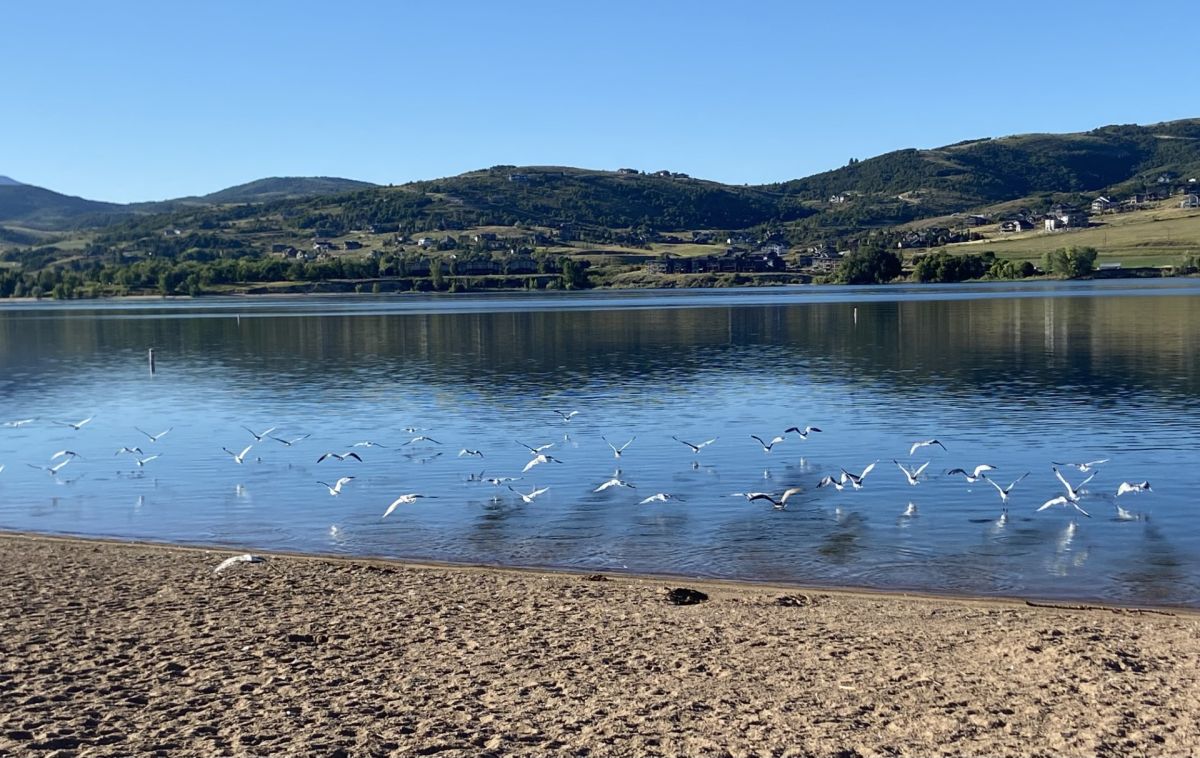 Seagulls at the Beach