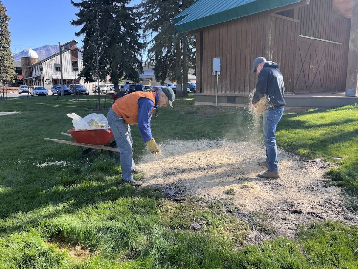Two men spreading straw in a park